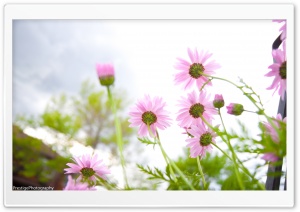 Summer Flowers bloomin' Ultra HD Wallpaper for 4K UHD Widescreen desktop, tablet & smartphone