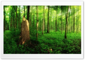 Summer Forest Broken Tree Ultra HD Wallpaper for 4K UHD Widescreen desktop, tablet & smartphone