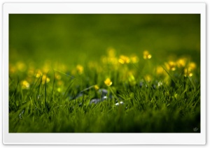 Summer Grass Ultra HD Wallpaper for 4K UHD Widescreen desktop, tablet & smartphone