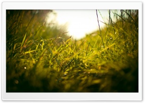 Summer Grass Ultra HD Wallpaper for 4K UHD Widescreen desktop, tablet & smartphone