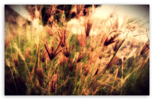 Summer Grass UltraHD Wallpaper for Widescreen 16:10 ;