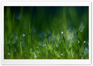 Summer Grass, Bokeh Ultra HD Wallpaper for 4K UHD Widescreen desktop, tablet & smartphone