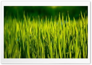 Summer Grass Macro Ultra HD Wallpaper for 4K UHD Widescreen desktop, tablet & smartphone