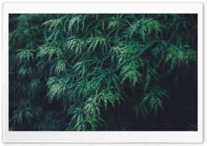 Summer Green Ultra HD Wallpaper for 4K UHD Widescreen desktop, tablet & smartphone