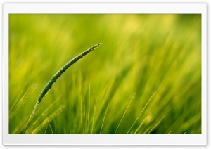 Summer Green Grass Ultra HD Wallpaper for 4K UHD Widescreen desktop, tablet & smartphone