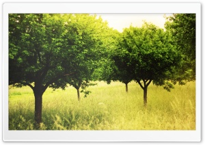 Summer Green Trees Ultra HD Wallpaper for 4K UHD Widescreen desktop, tablet & smartphone