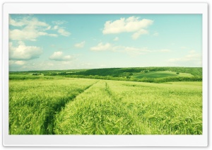Summer Green Wheat Field Ultra HD Wallpaper for 4K UHD Widescreen desktop, tablet & smartphone