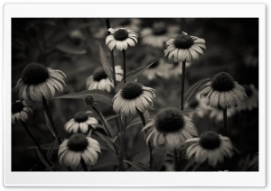 Summer in Black and White Ultra HD Wallpaper for 4K UHD Widescreen desktop, tablet & smartphone