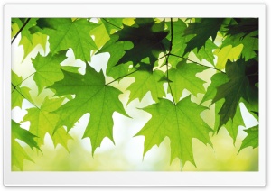 Summer Leaves Ultra HD Wallpaper for 4K UHD Widescreen desktop, tablet & smartphone