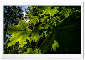 Summer leaves. Ultra HD Wallpaper for 4K UHD Widescreen desktop, tablet & smartphone