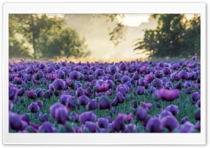Summer Meadow With Purple Poppies 4K UHD Wallpaper for Widescreen and UltraWide Desktop, UltraHD TV, Smartphone, Tablet