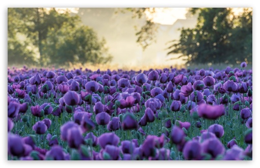 Summer Meadow With Purple Poppies UltraHD Wallpaper for UHD 16:9 ; HD 16:9 ; UltraWide 21:9 24:10 32:9 32:10 ; Widescreen 16:10 5:3 ; Fullscreen 4:3 5:4 3:2 ; Tablet 1:1 ; Mobile 9:16 9:19.5 9:20 10:16 2:3 3:5 3:4 ; Dual 16:10 5:3 16:9 4:3 5:4 3:2 ;
