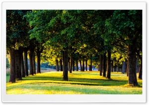 Summer Park, Green Trees, Lawn Ultra HD Wallpaper for 4K UHD Widescreen desktop, tablet & smartphone