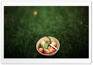 Summer Peaches Ultra HD Wallpaper for 4K UHD Widescreen desktop, tablet & smartphone