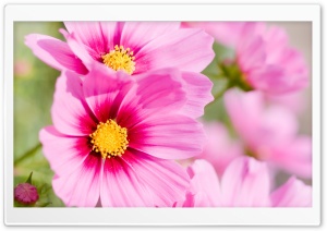 Summer Pink Flowers Ultra HD Wallpaper for 4K UHD Widescreen desktop, tablet & smartphone