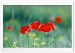 Summer Poppies Ultra HD Wallpaper for 4K UHD Widescreen desktop, tablet & smartphone