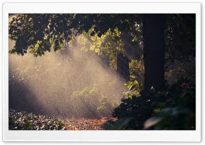 Summer Rain, Forest Ultra HD Wallpaper for 4K UHD Widescreen desktop, tablet & smartphone