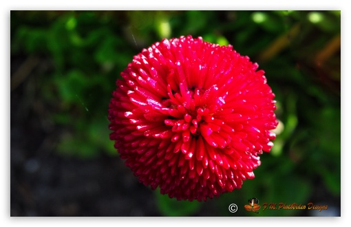 summer  red Flower UltraHD Wallpaper for Widescreen 16:10 5:3 ; Fullscreen 3:2 ;