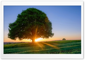 Summer Serenity, Beach by the Tree and Field 4K UHD Wallpaper for Widescreen and UltraWide Desktop, UltraHD TV, Smartphone, Tablet