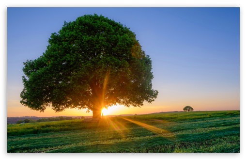Summer Serenity, Beach by the Tree and Field UltraHD Wallpaper for UHD 16:9 ; HD 16:9 ; UltraWide 21:9 24:10 ; Widescreen 16:10 5:3 ; Fullscreen 4:3 5:4 3:2 ; Tablet 1:1 ; Mobile 9:16 9:19.5 9:20 9:21 9:22 10:16 2:3 3:5 3:4 ;
