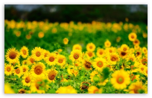 Summer Sunflowers UltraHD Wallpaper for HD 16:9 ; Widescreen 16:10 5:3 ; Fullscreen 4:3 5:4 ; Tablet 1:1 ; Mobile 3:5 3:4 ;