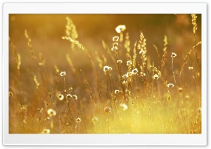 Summer Sunlight Over Field Ultra HD Wallpaper for 4K UHD Widescreen desktop, tablet & smartphone
