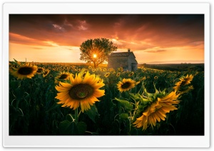 Summer, Sunset, Flowers Ultra HD Wallpaper for 4K UHD Widescreen desktop, tablet & smartphone