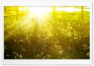 Summer Sunshine Ultra HD Wallpaper for 4K UHD Widescreen desktop, tablet & smartphone