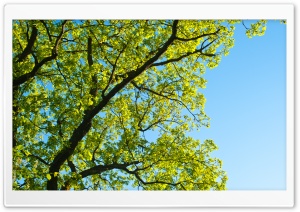 Summer Tree Ultra HD Wallpaper for 4K UHD Widescreen desktop, tablet & smartphone