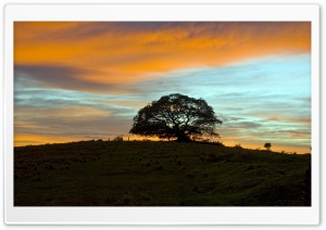 Summer Tree, Sunset Ultra HD Wallpaper for 4K UHD Widescreen desktop, tablet & smartphone