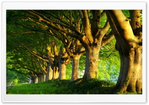 Summer Trees Ultra HD Wallpaper for 4K UHD Widescreen desktop, tablet & smartphone