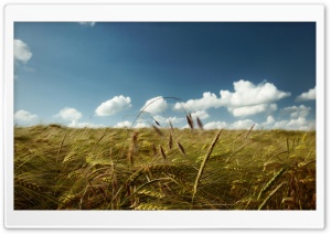 Summer Wind Ultra HD Wallpaper for 4K UHD Widescreen desktop, tablet & smartphone