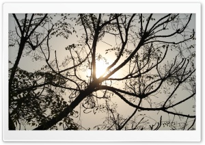 Sun and Tree Ultra HD Wallpaper for 4K UHD Widescreen desktop, tablet & smartphone