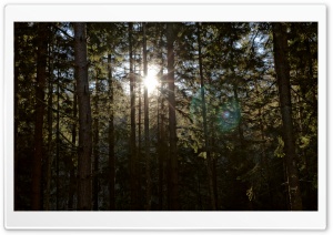 Sun Between Trees Ultra HD Wallpaper for 4K UHD Widescreen desktop, tablet & smartphone