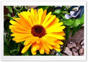 Sun Flower 4K UHD Wallpaper for Widescreen and UltraWide Desktop, UltraHD TV, Smartphone, Tablet
