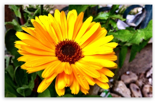 Sun Flower UltraHD Wallpaper for HD 16:9 ; Widescreen 16:10 5:3 ; Fullscreen 4:3 5:4 3:2 ; Tablet 1:1 ;