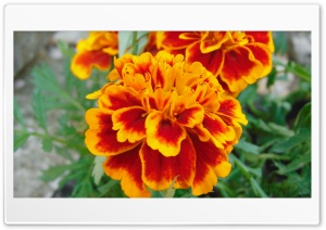 Sun Flower 4K UHD Wallpaper for Widescreen and UltraWide Desktop, UltraHD TV, Smartphone, Tablet