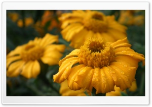 Sun Flower Ultra HD Wallpaper for 4K UHD Widescreen desktop, tablet & smartphone