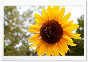 Sun Flower Ultra HD Wallpaper for 4K UHD Widescreen desktop, tablet & smartphone
