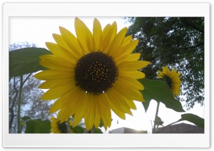 sun flower Ultra HD Wallpaper for 4K UHD Widescreen desktop, tablet & smartphone