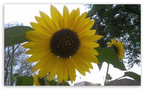 sun flower UltraHD Wallpaper for Wide 5:3 Widescreen WGA ; Mobile 5:3 - WGA ;