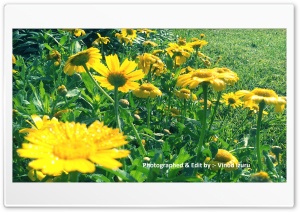 Sun Flower 4K UHD Wallpaper for Widescreen and UltraWide Desktop, UltraHD TV, Smartphone, Tablet