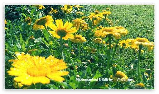 Sun Flower UltraHD Wallpaper for HD 16:9 ;