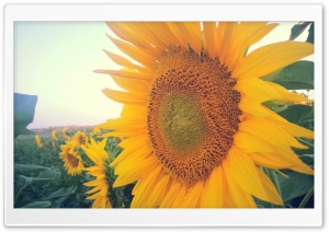 Sun Flowers Ultra HD Wallpaper for 4K UHD Widescreen desktop, tablet & smartphone