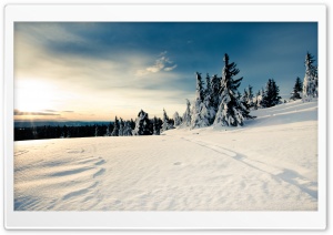 Sun Forests Nature Snow Ultra HD Wallpaper for 4K UHD Widescreen desktop, tablet & smartphone