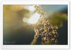 Sun Glares Ultra HD Wallpaper for 4K UHD Widescreen desktop, tablet & smartphone