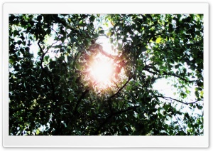 Sun in Leaves Ultra HD Wallpaper for 4K UHD Widescreen desktop, tablet & smartphone