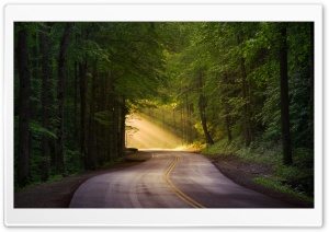 Sun Kissed Journey The Road Through Green Trees Ultra HD Wallpaper for 4K UHD Widescreen Desktop, Lockscreen, Screensaver, TV, Tablet, Smartphone