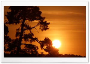 Sun On A Tree Branch Ultra HD Wallpaper for 4K UHD Widescreen desktop, tablet & smartphone