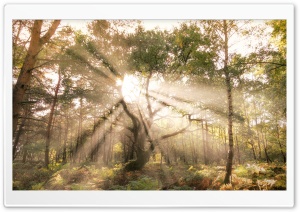 Sun Rays Shining through Tree Ultra HD Wallpaper for 4K UHD Widescreen desktop, tablet & smartphone